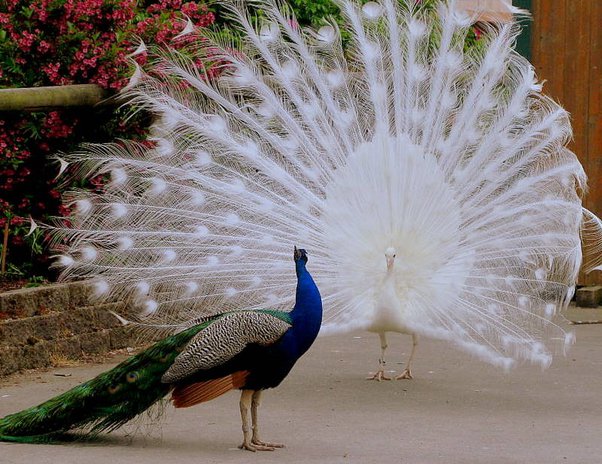 What is the peacock a symbol of?