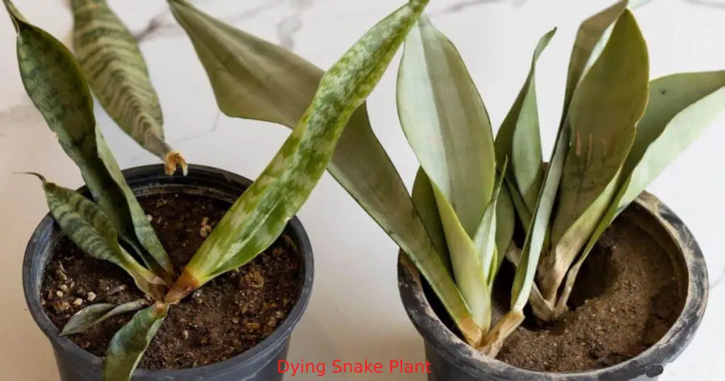 Why Is My Snake Plant Dying In Water?