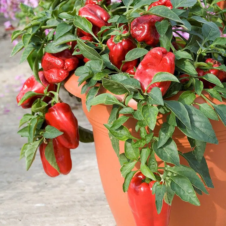 How Big Should A Pot Be For Bell Peppers?