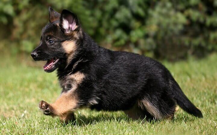 What Should You Know Before Buying German Shepherd Puppies?